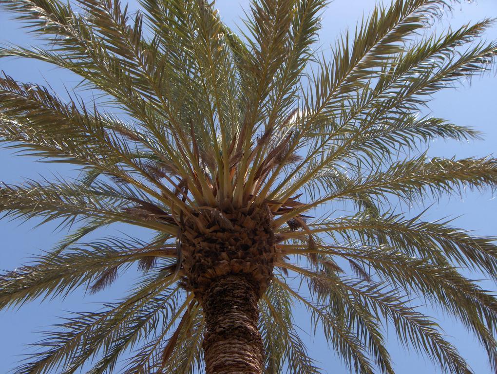 Le Jardin Des Epices Hotel Taroudant Eksteriør billede